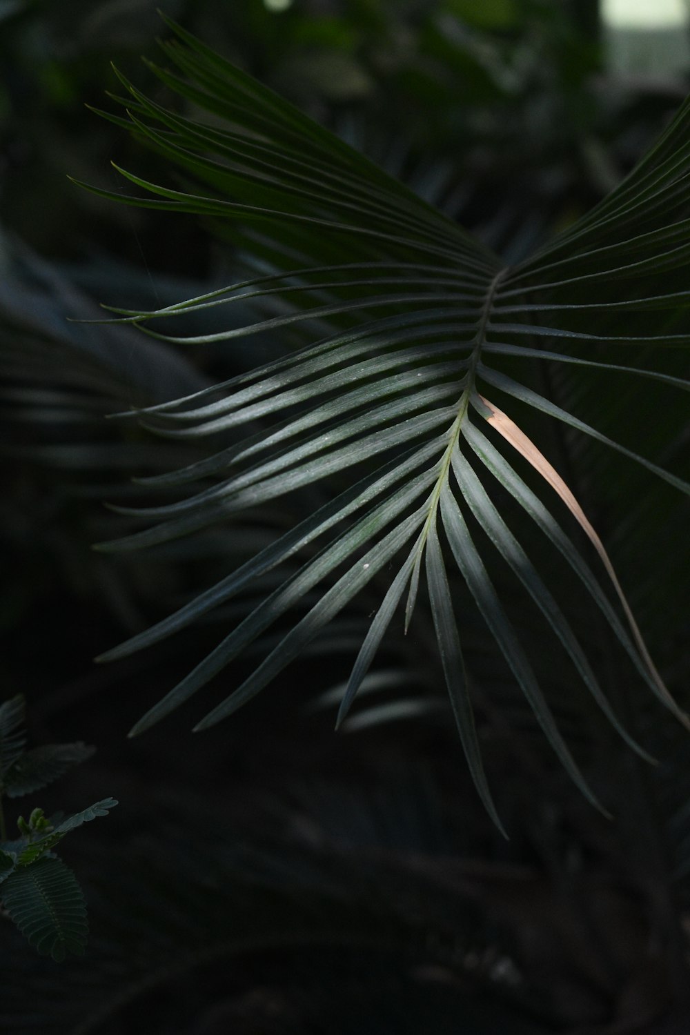 green leaf plant in close up photography