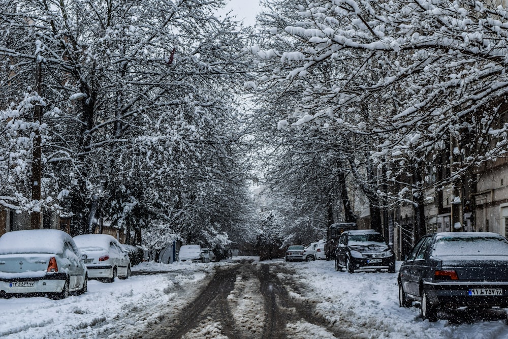 木々や車が立ち並ぶ雪に覆われた道