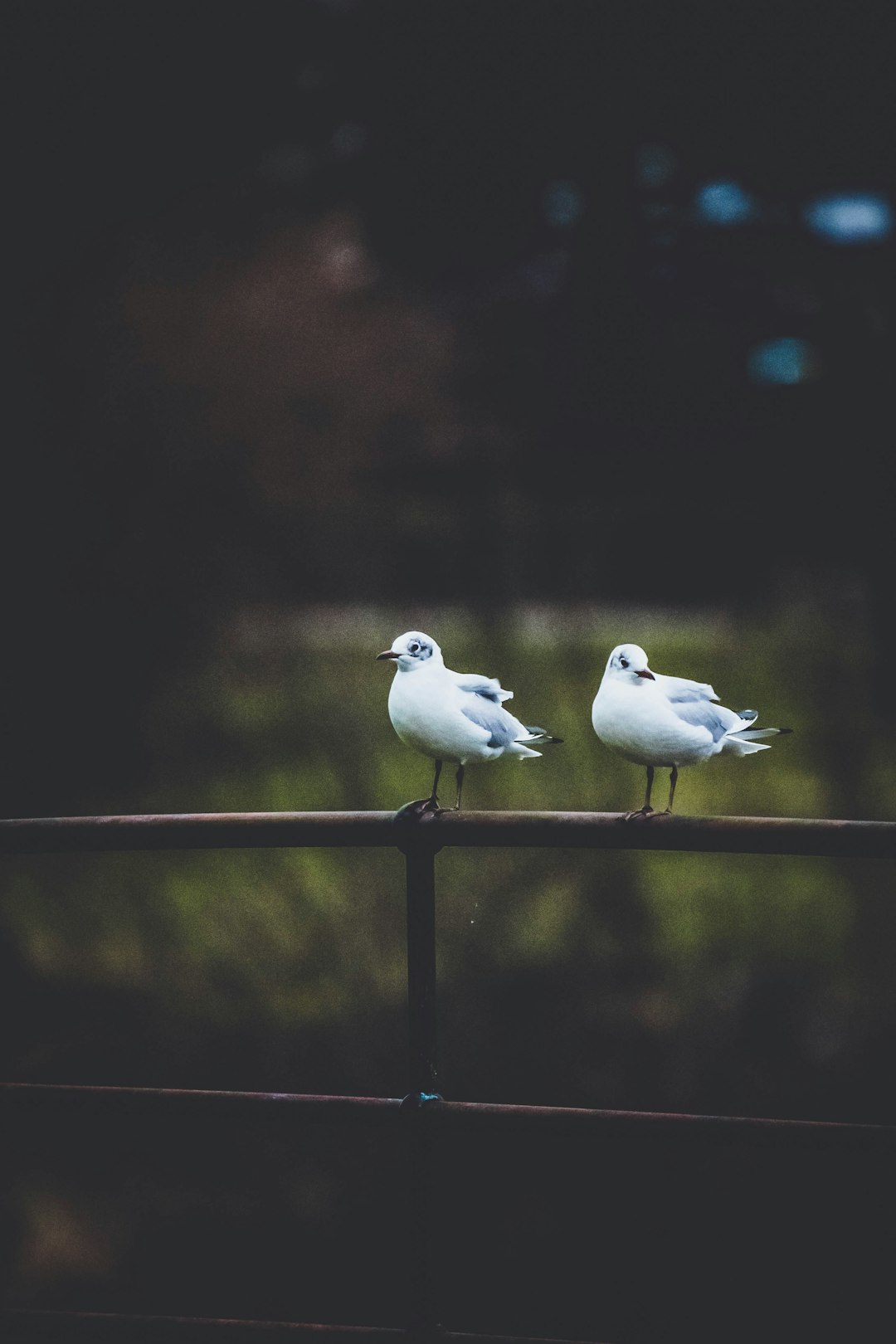 white bird on black metal fence