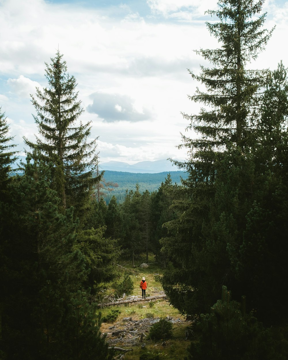 green pine trees under white clouds during daytime