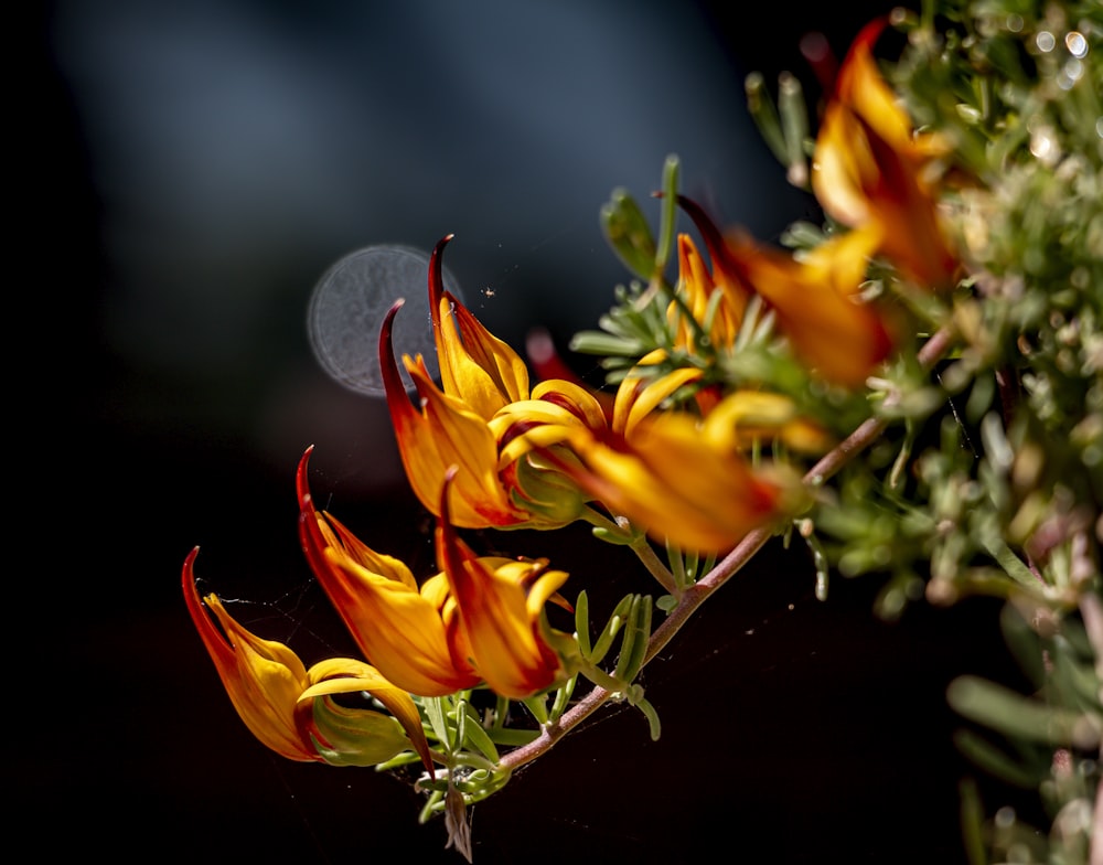 orange flower in tilt shift lens