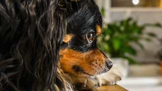 A close-up side profile of a Cavalier King Charles Spaniel resting its chin on a wooden surface. The dog has long, wavy black fur with some tan markings around the eyes and muzzle. In the blurred background, there is some greenery, possibly a potted plant.