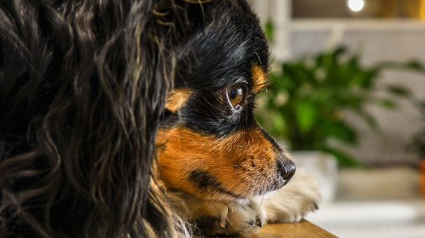 A close-up side profile of a Cavalier King Charles Spaniel resting its chin on a wooden surface. The dog has long, wavy black fur with some tan markings around the eyes and muzzle. In the blurred background, there is some greenery, possibly a potted plant.