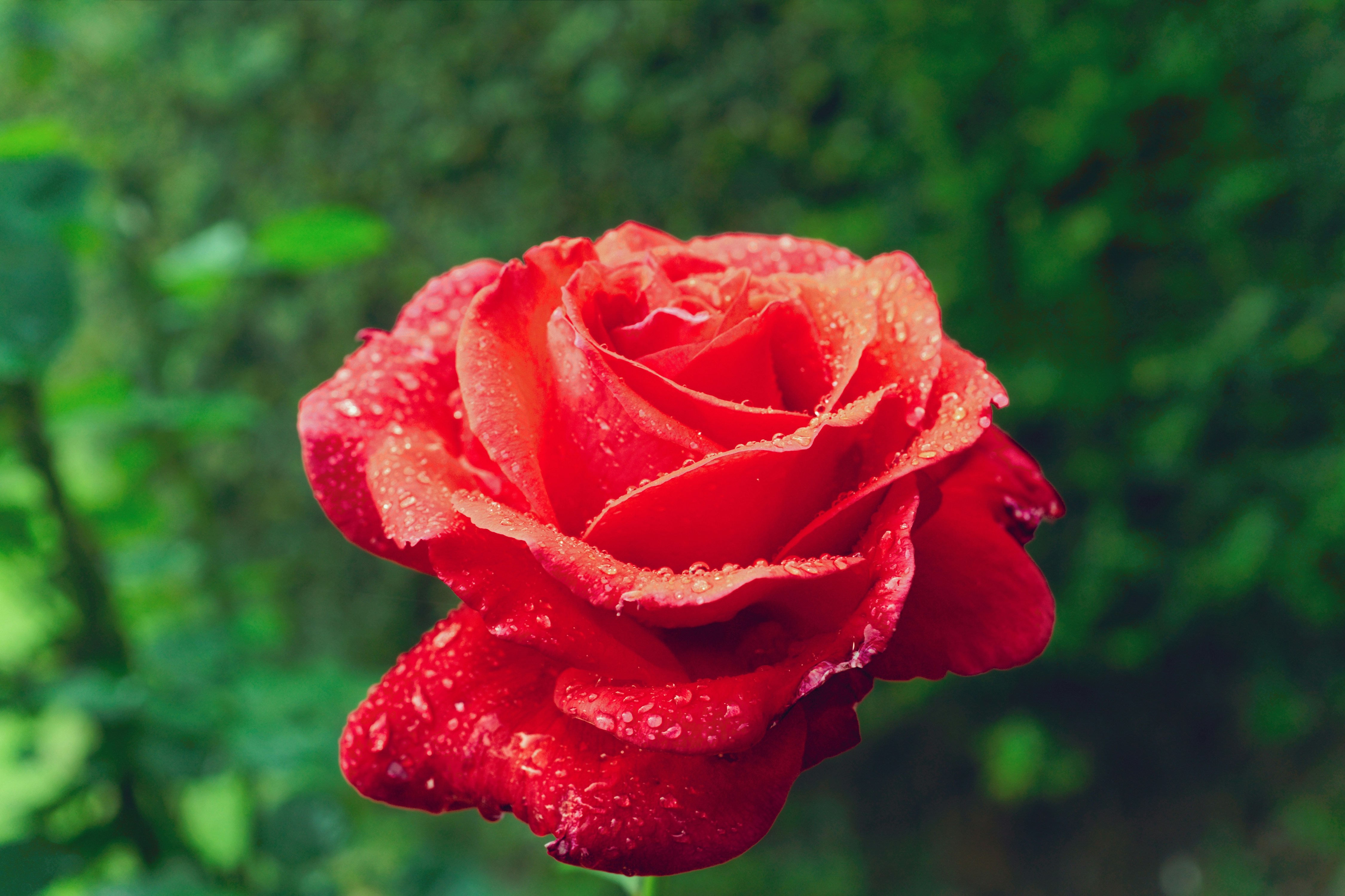 Rosa Vermelha Singular