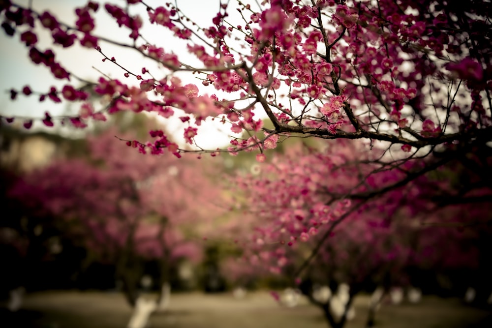 pink and white leaves on tree branch