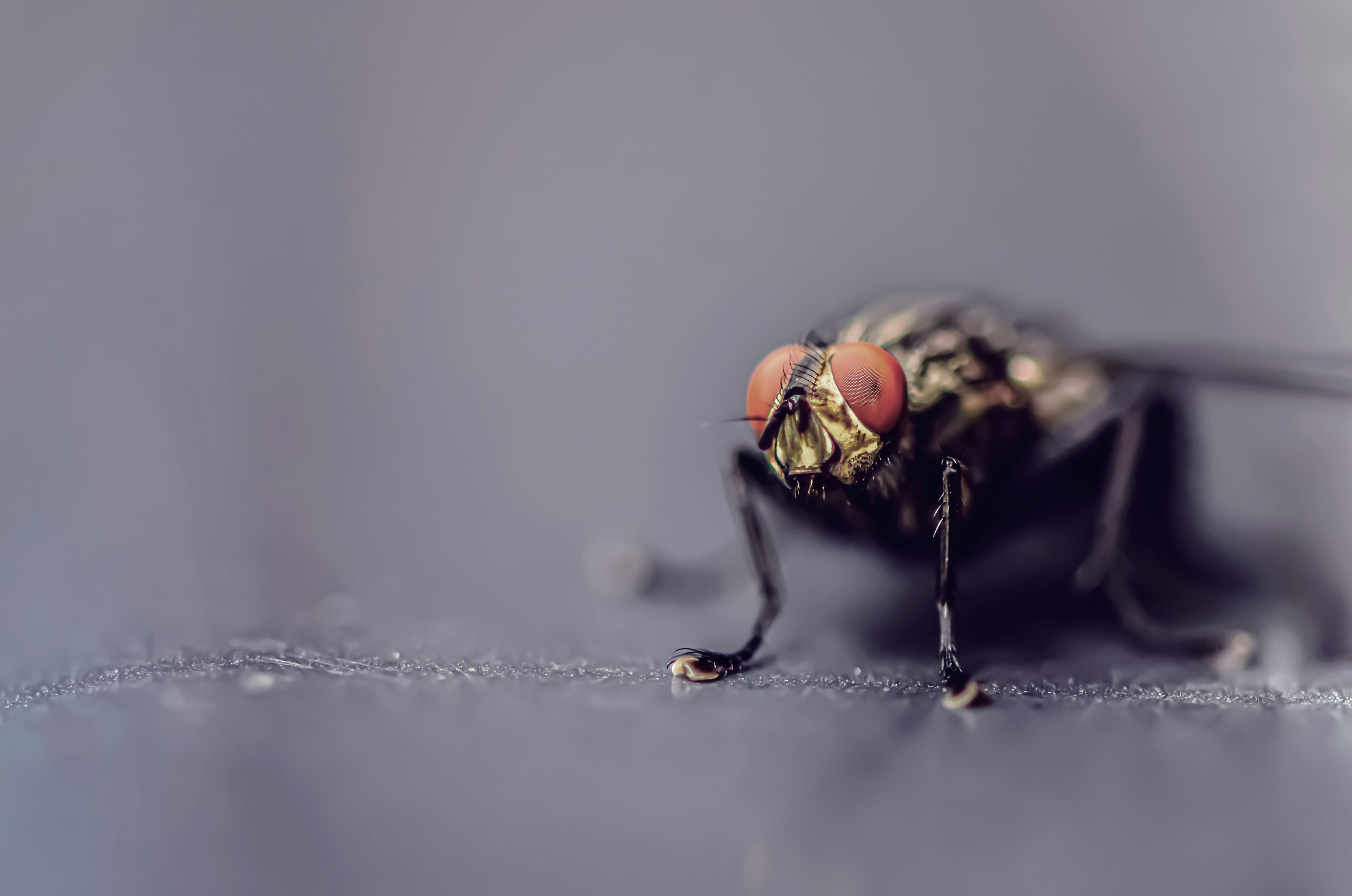 Photo by alexas_fotos