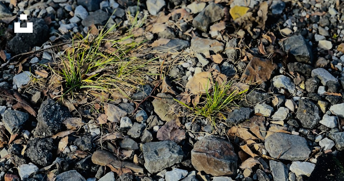 Herbe verte sur sol rocheux photo – Photo Berlin Gratuite sur Unsplash