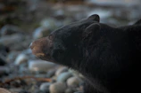A black bear climbing a rugged rock face with determination.