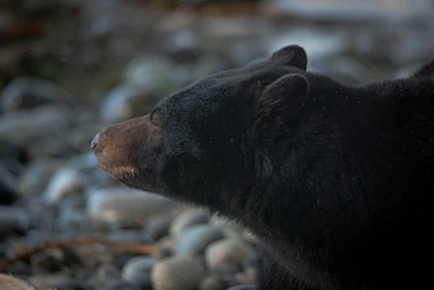 A black bear climbing a rugged rock face with determination.
