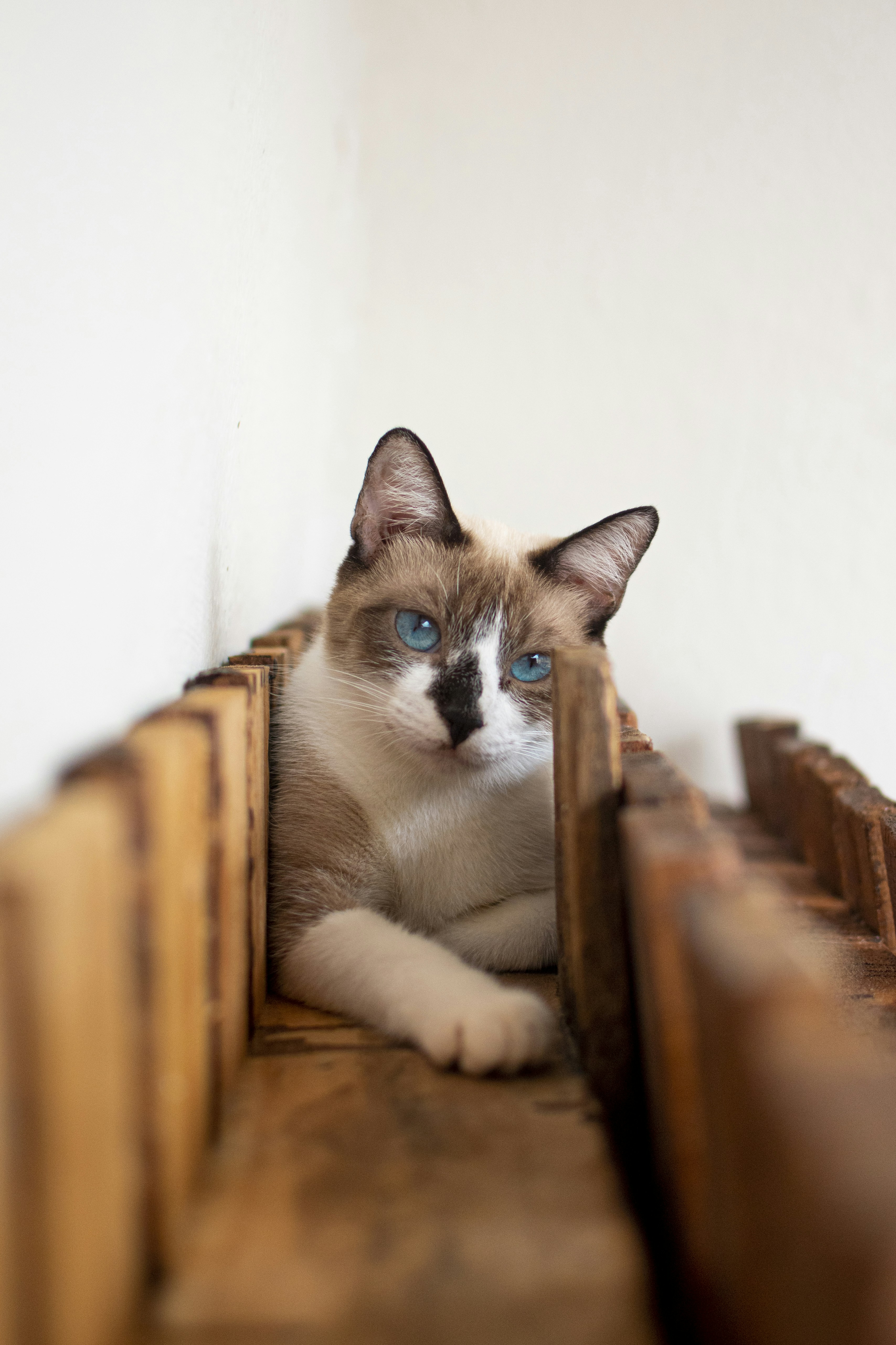 white and brown cat on brown wooden chair