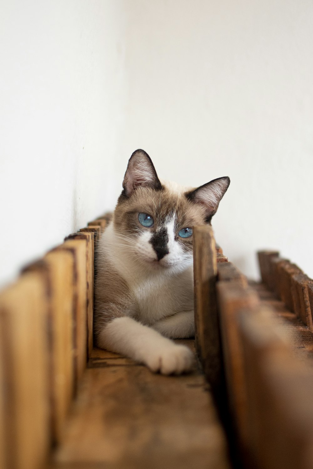 white and brown cat on brown wooden chair