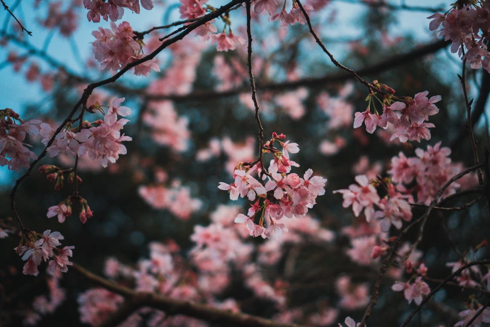 pink cherry blossom in close up photography