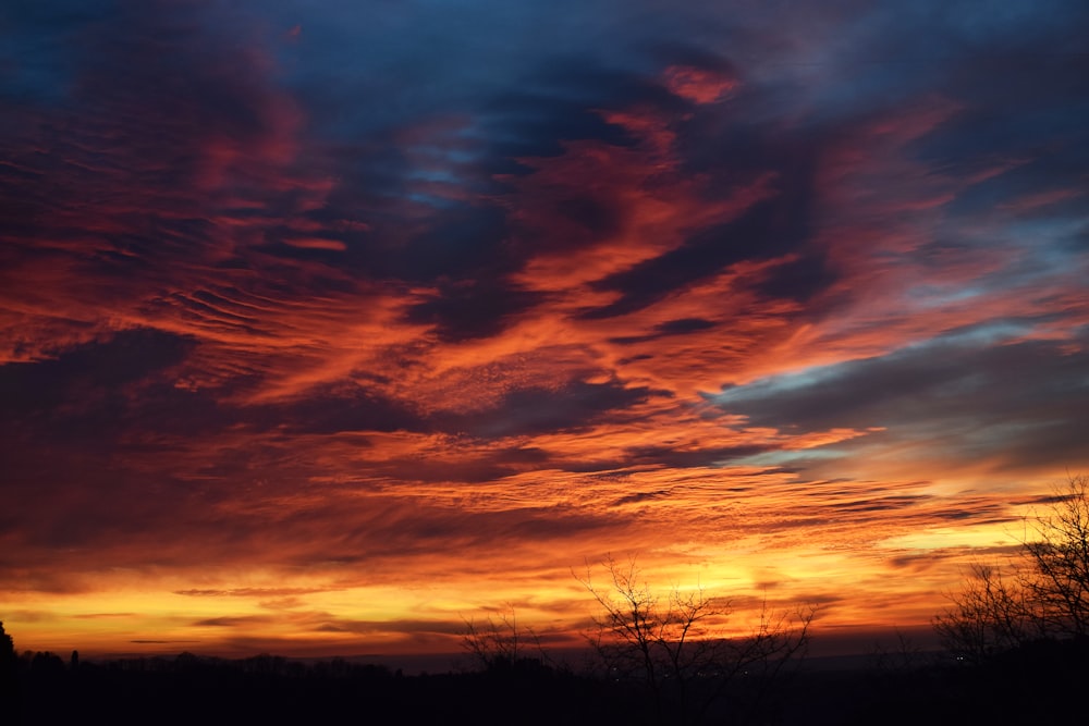 silhouette of trees during sunset