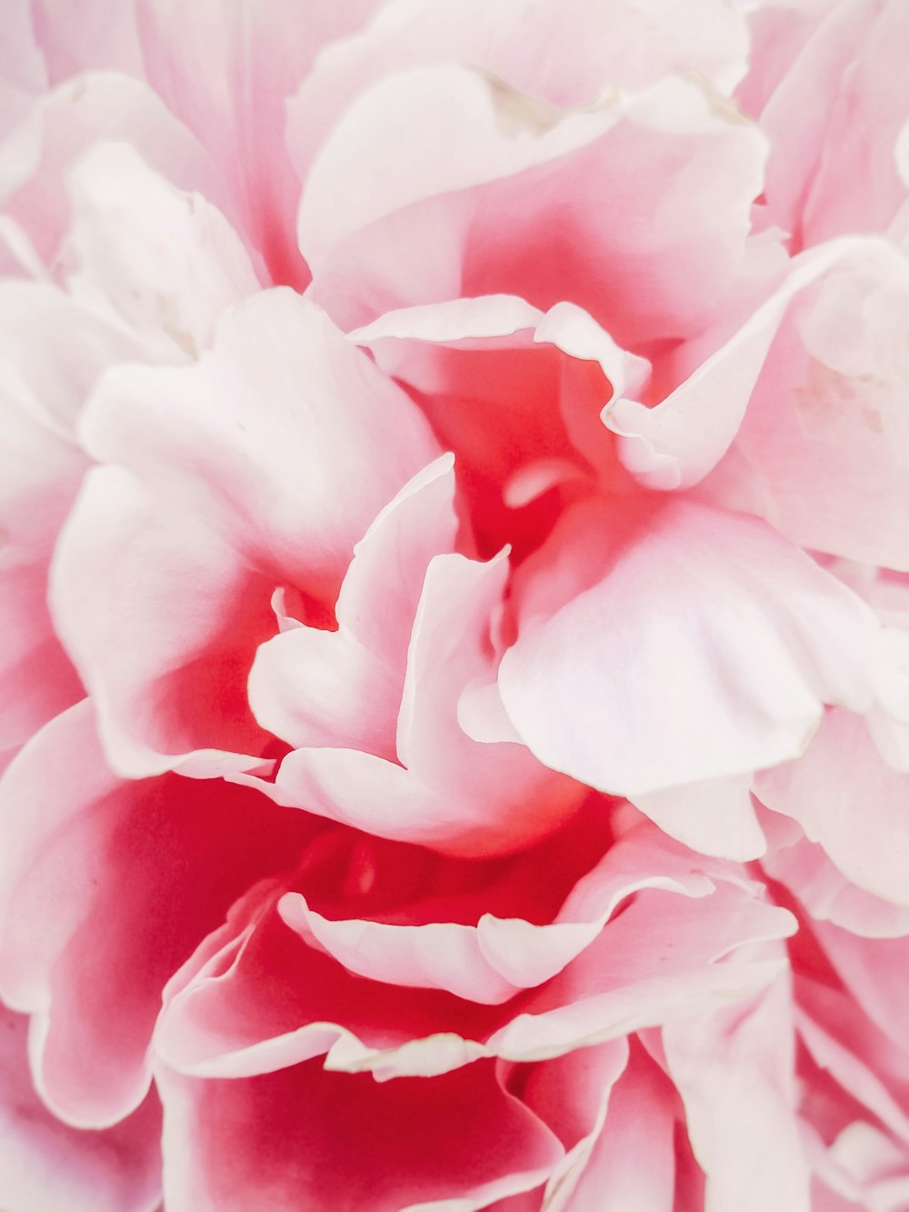 pink flower in macro shot