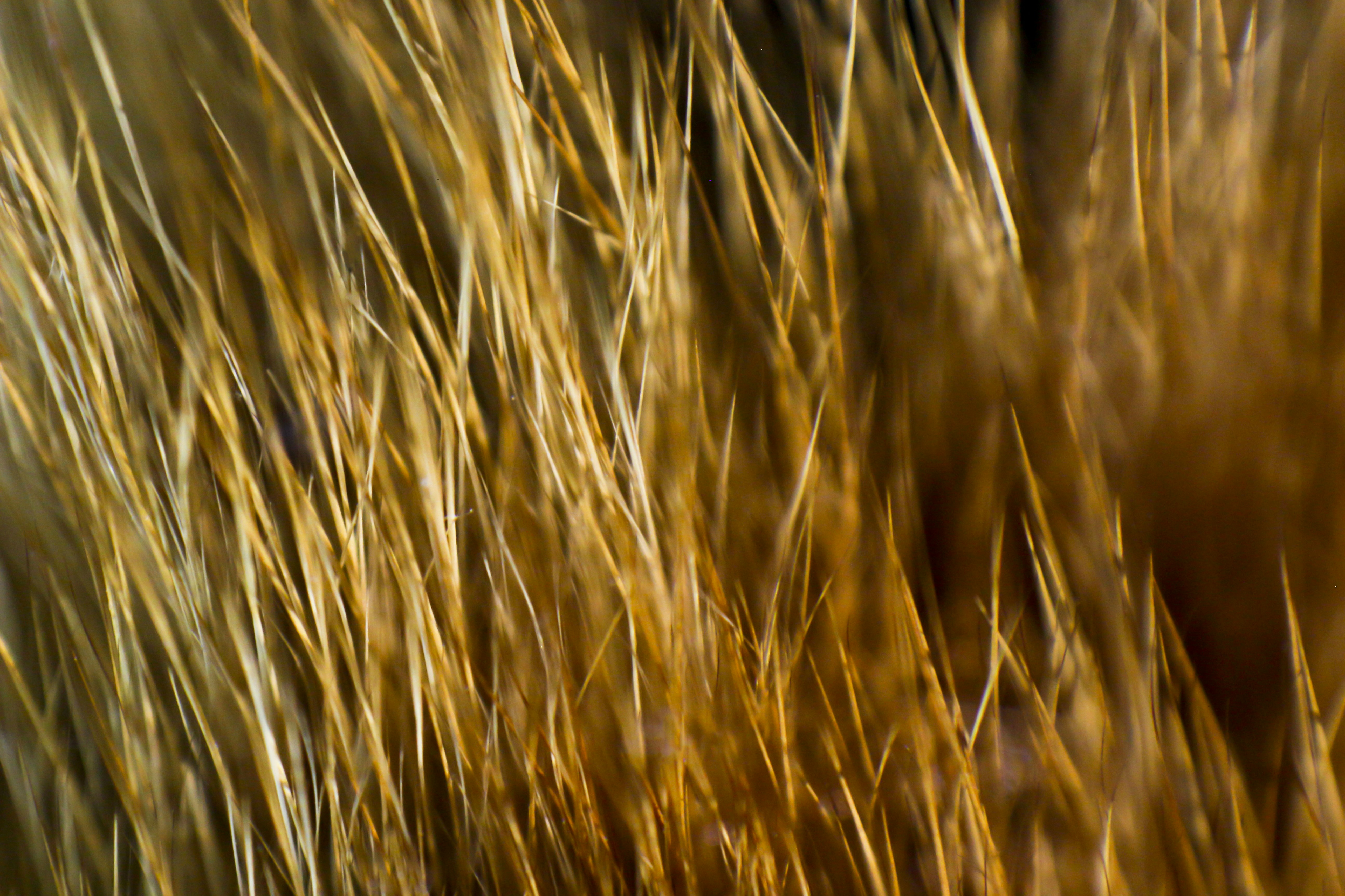 brown wheat field during daytime