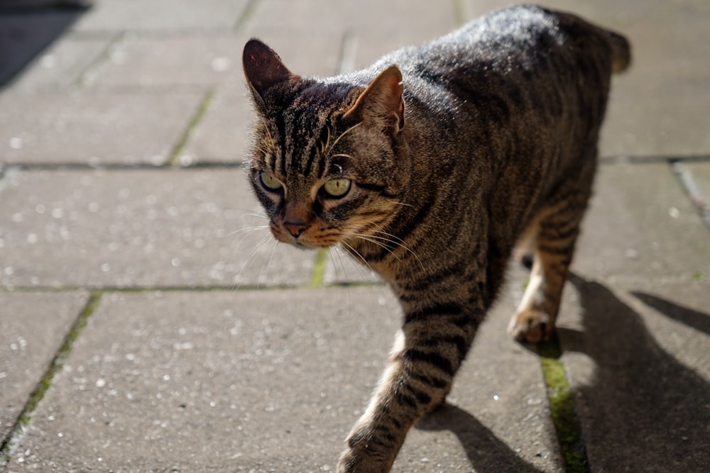 brown tabby cat walking on gray concrete pavement during daytime