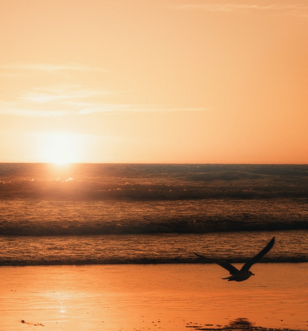 silhouette of bird flying over the sea during sunset