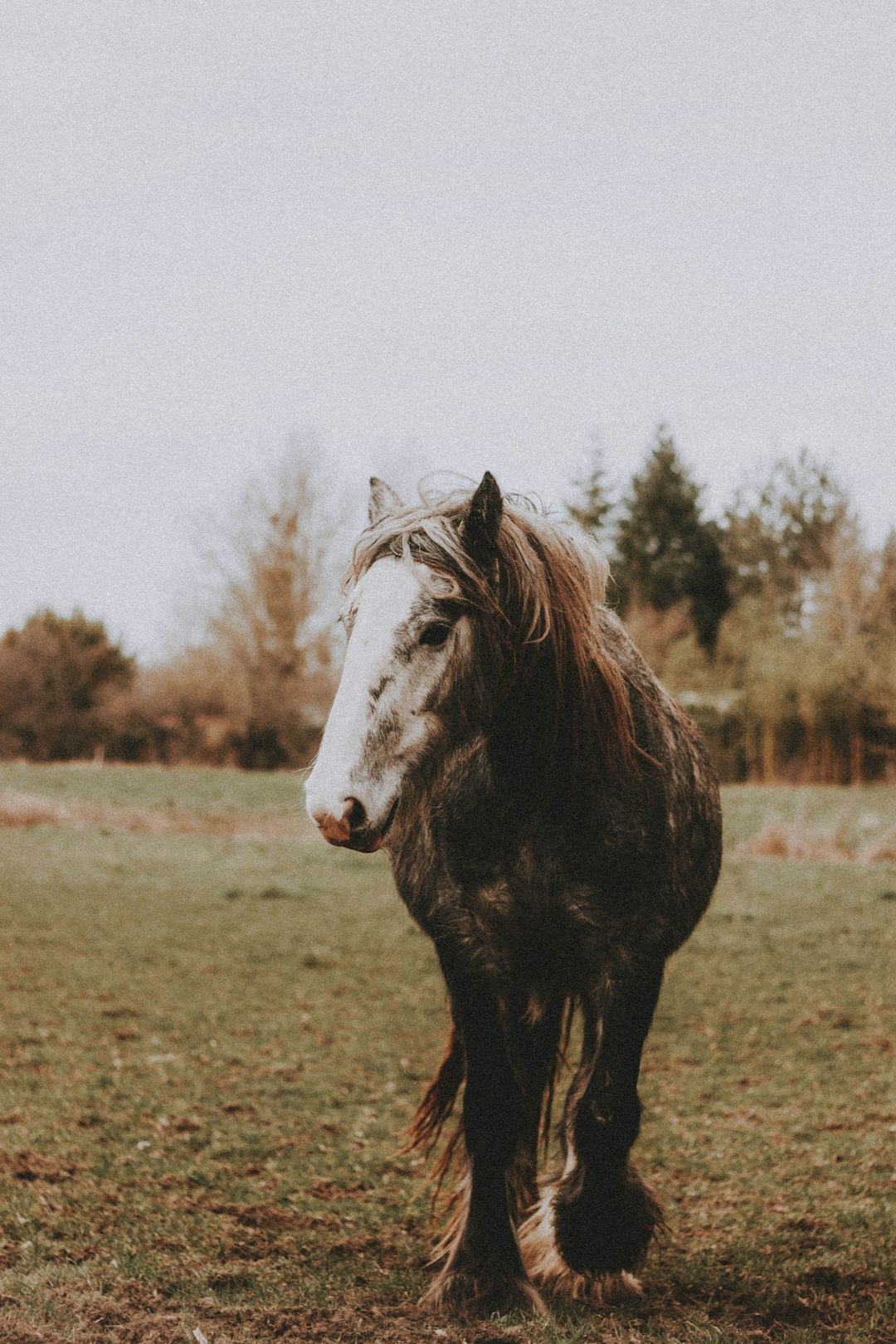 black and white horse on brown grass field during daytime