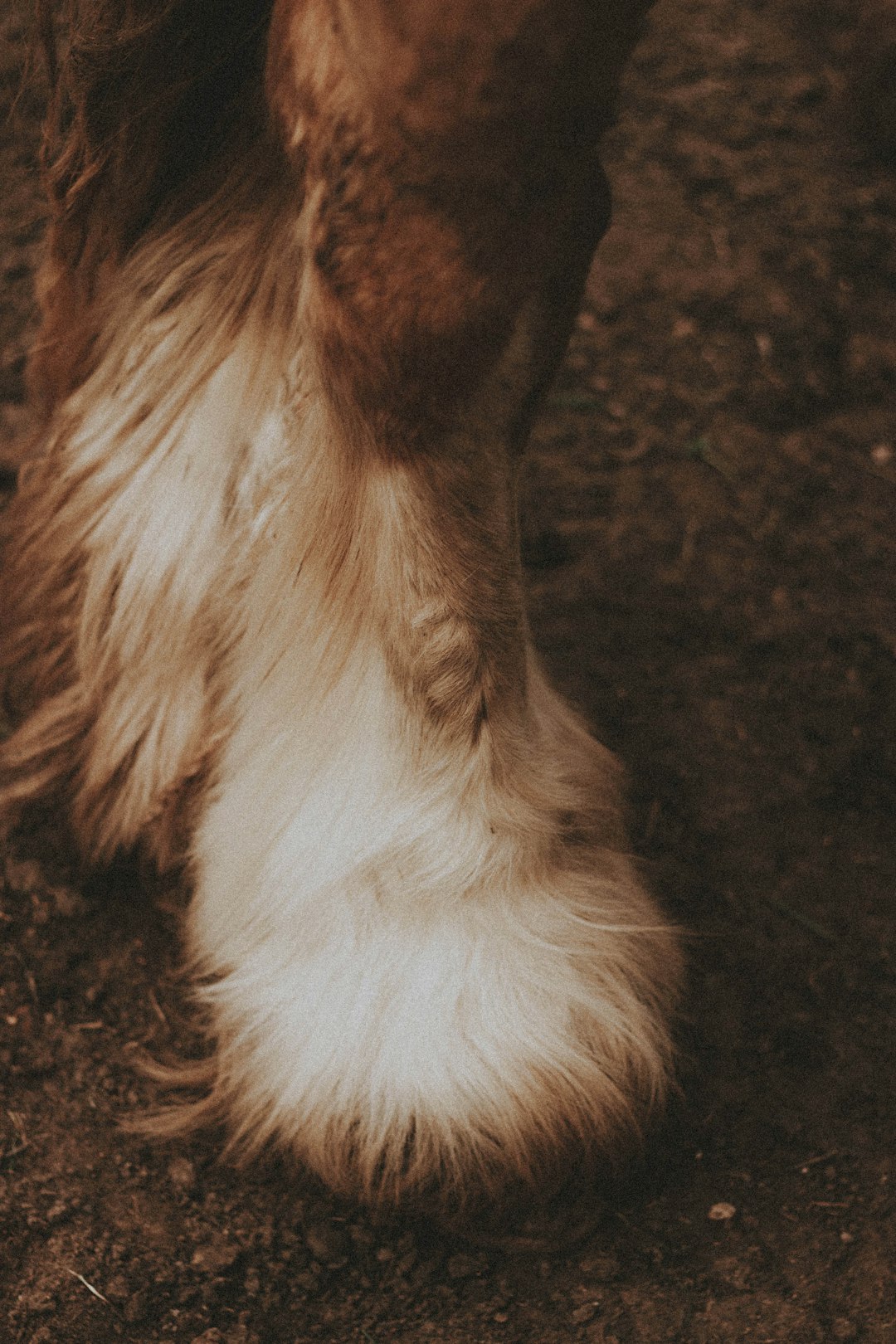 white and brown long coated animal