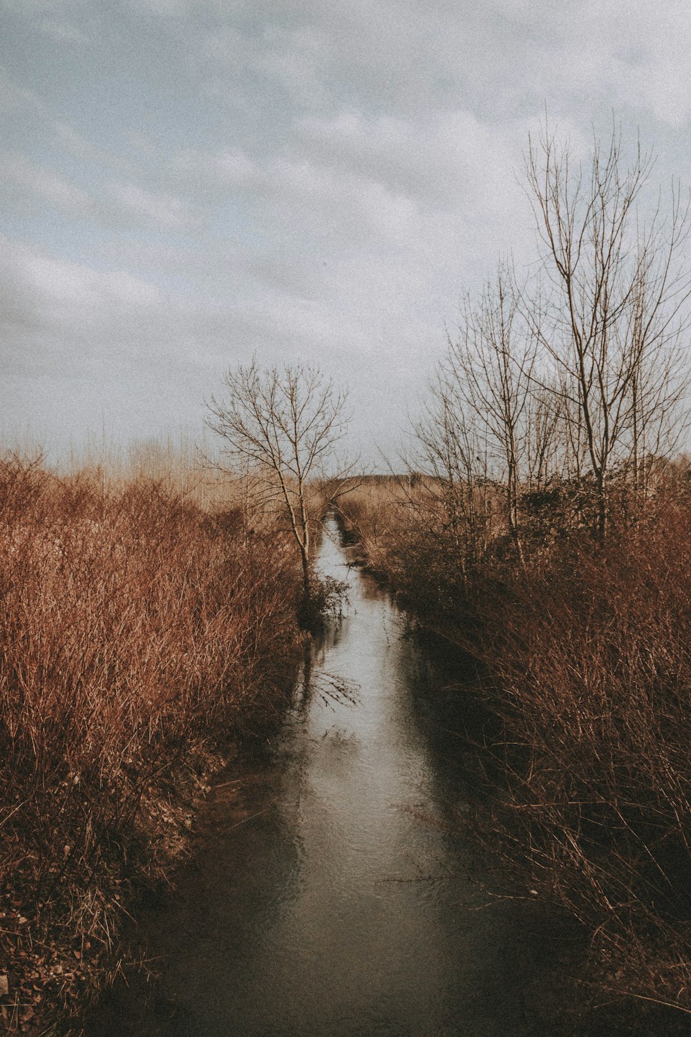 brown trees beside river under cloudy sky during daytime