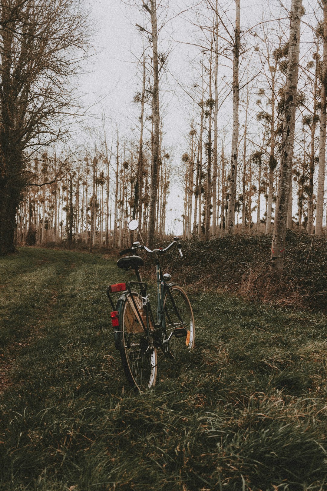 red and black commuter bike parked on green grass field near bare trees during daytime