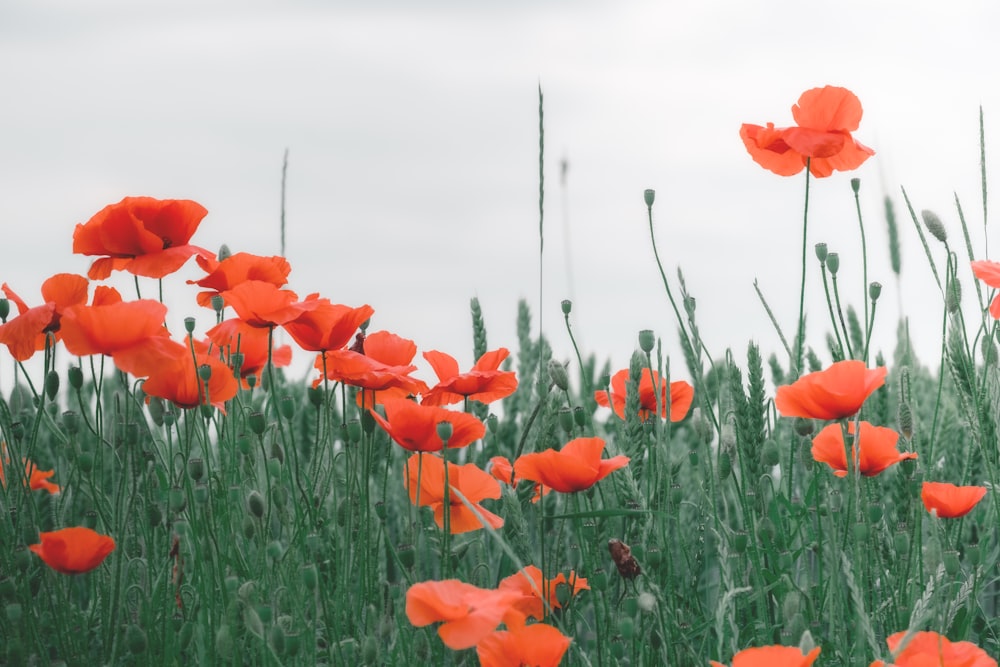 red flower field during daytime