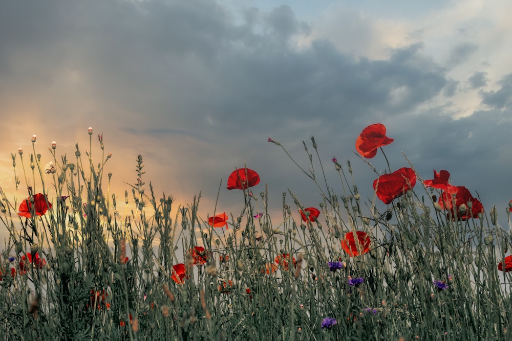 red flowers under cloudy sky during daytime