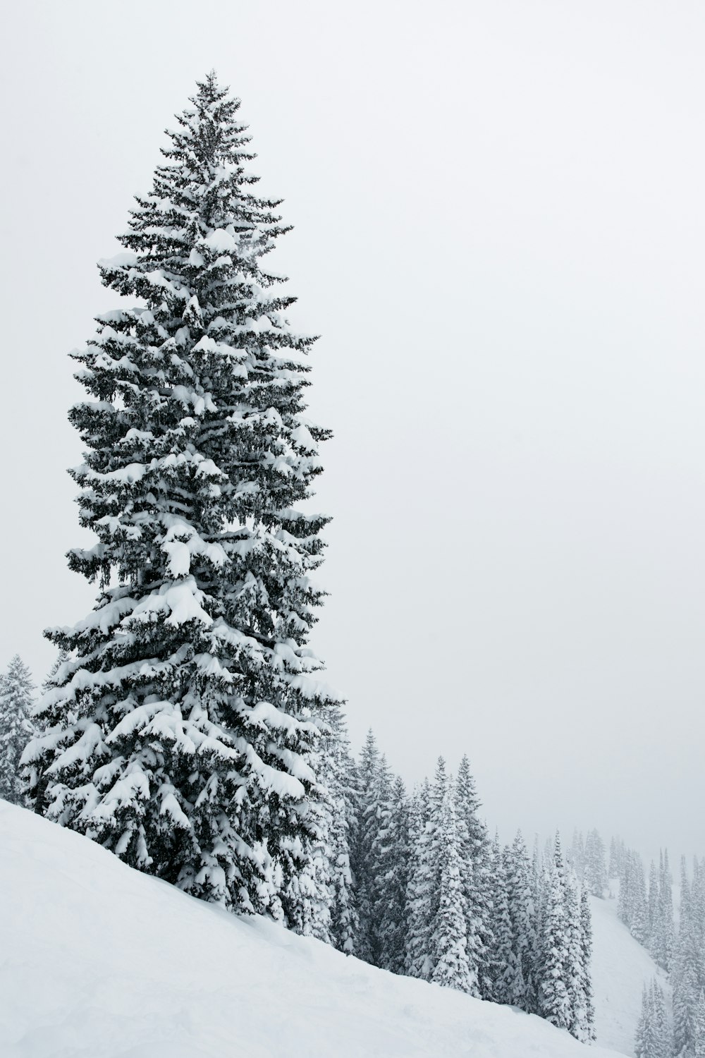 snow covered pine trees during daytime