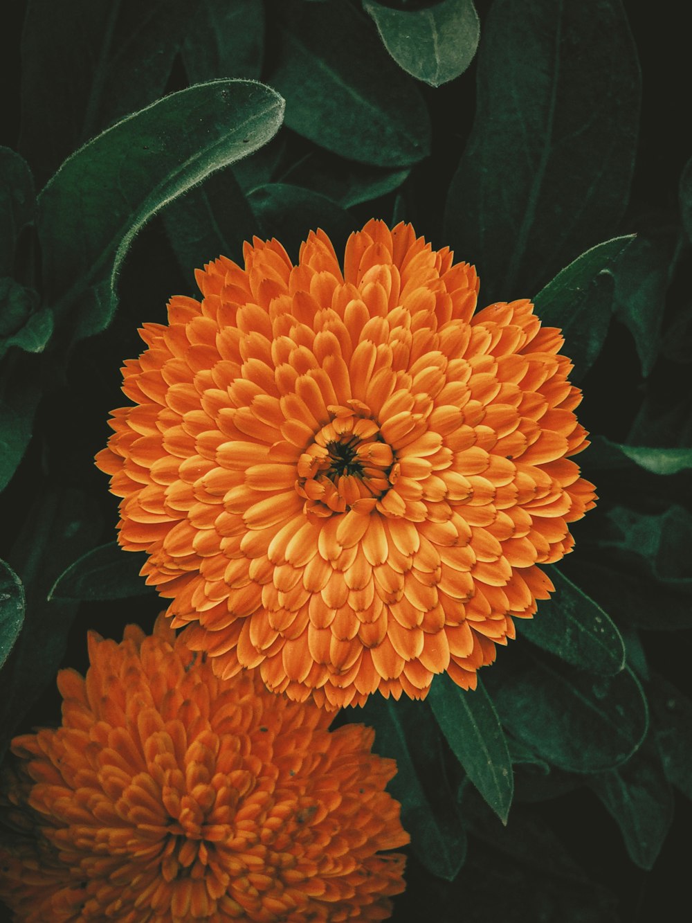 orange flower with green leaves