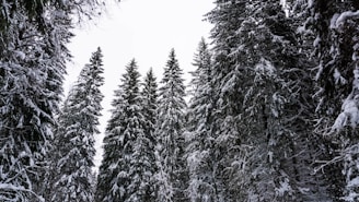 Tall evergreen trees heavily laden with snow stand in a forest, their branches forming a natural canopy against a grey winter sky.