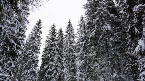 Tall evergreen trees heavily laden with snow stand in a forest, their branches forming a natural canopy against a grey winter sky.
