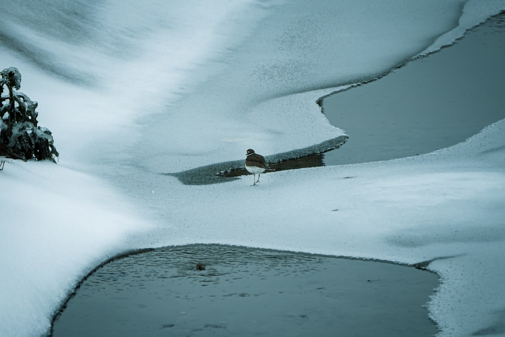 person in white shirt and black pants walking on white snow covered field during daytime