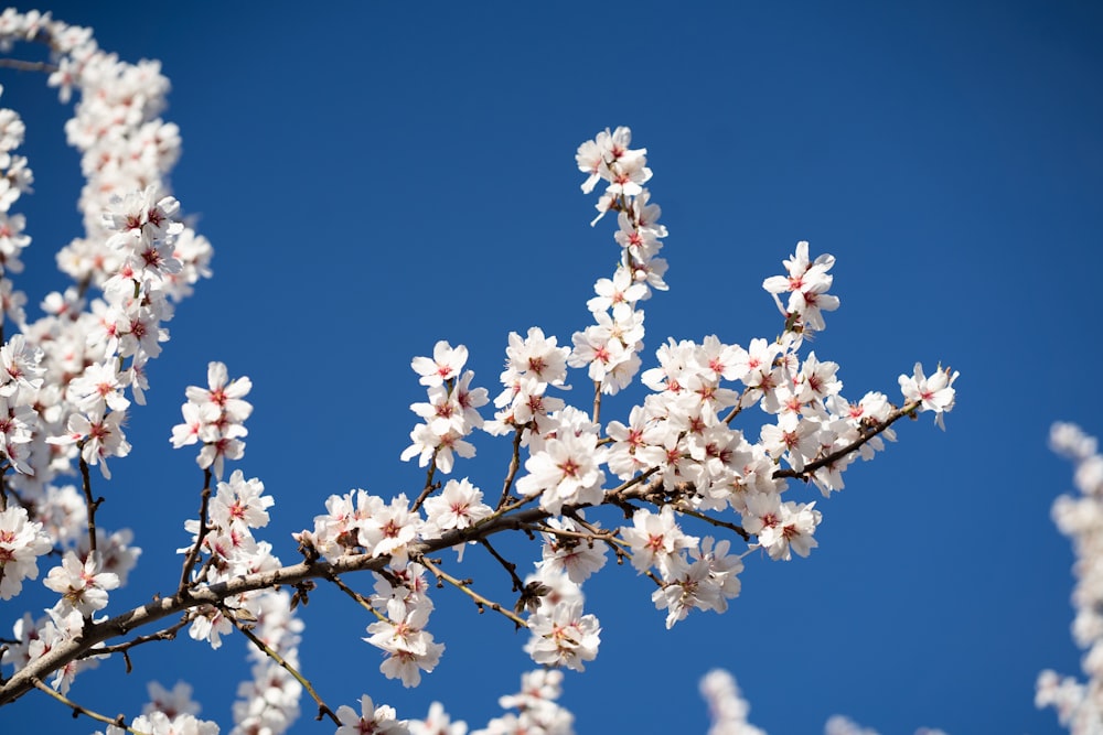 white cherry blossom under blue sky during daytime