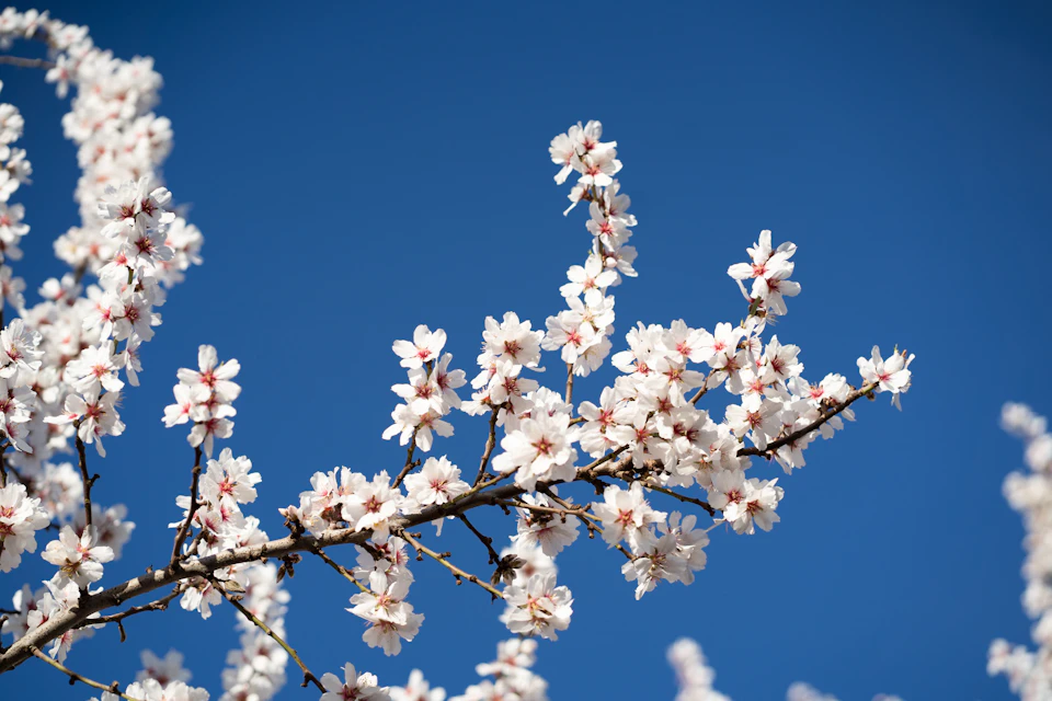 The first blossom of the year against a bright February sky, an early sign of the spring to come