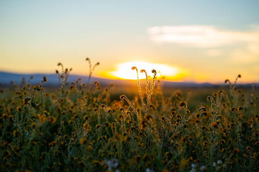 green grass field during sunset