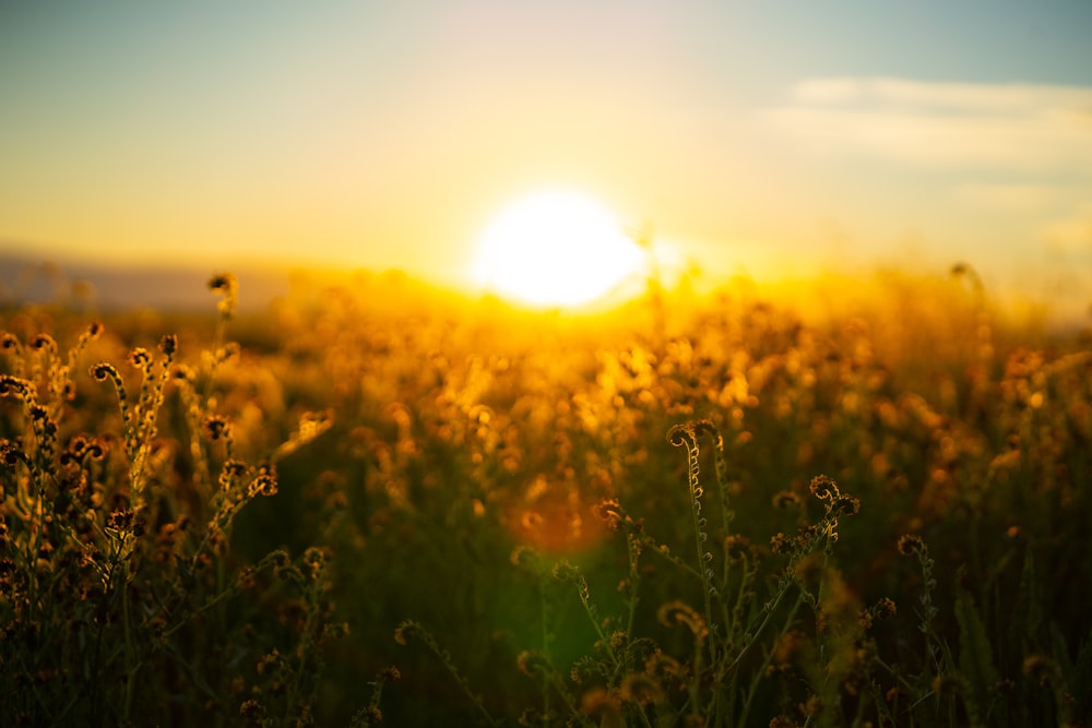 green grass field during sunset