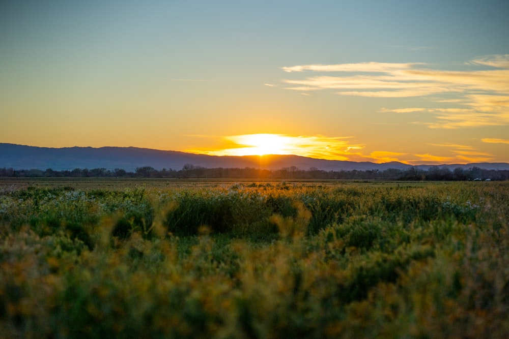 green grass field during sunset