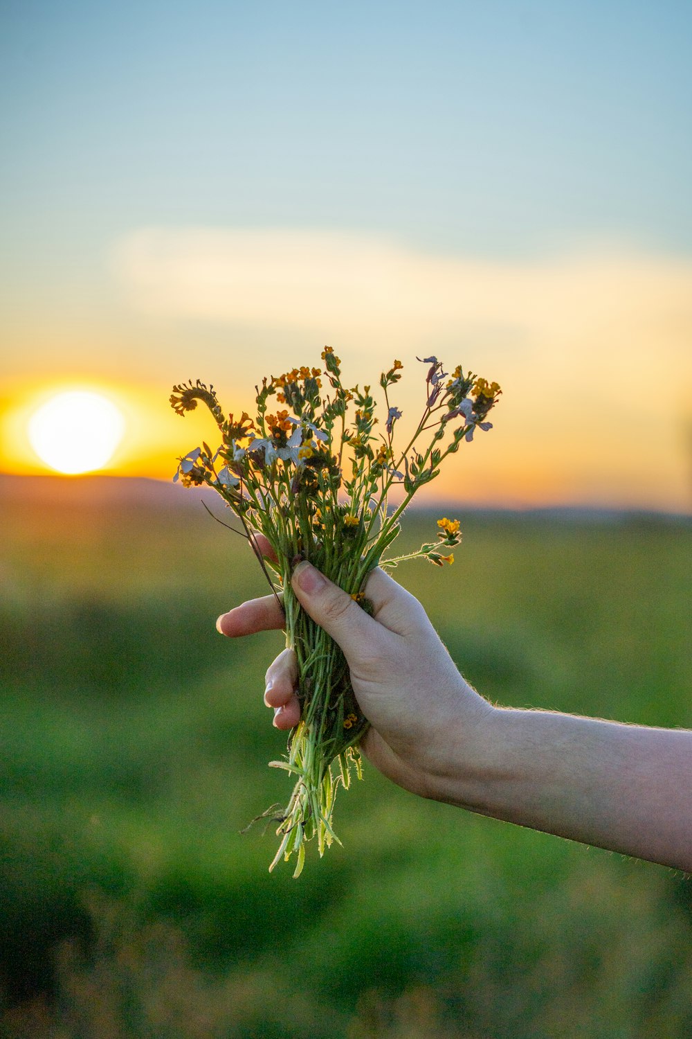 person holding yellow flower during daytime