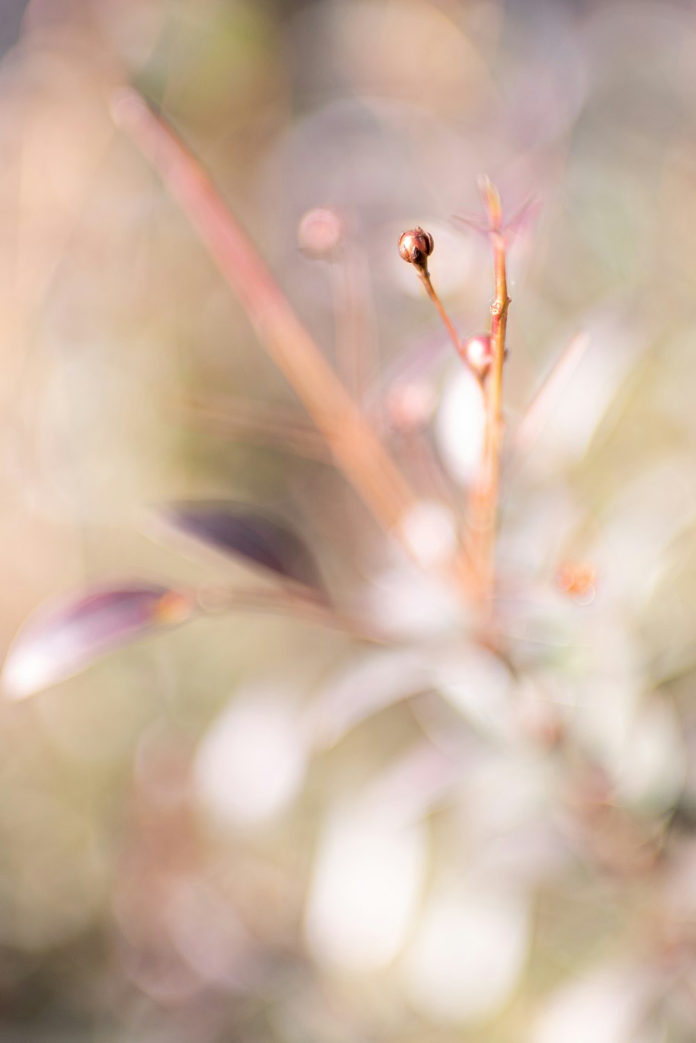 red and black ladybug on pink flower bud in tilt shift lens