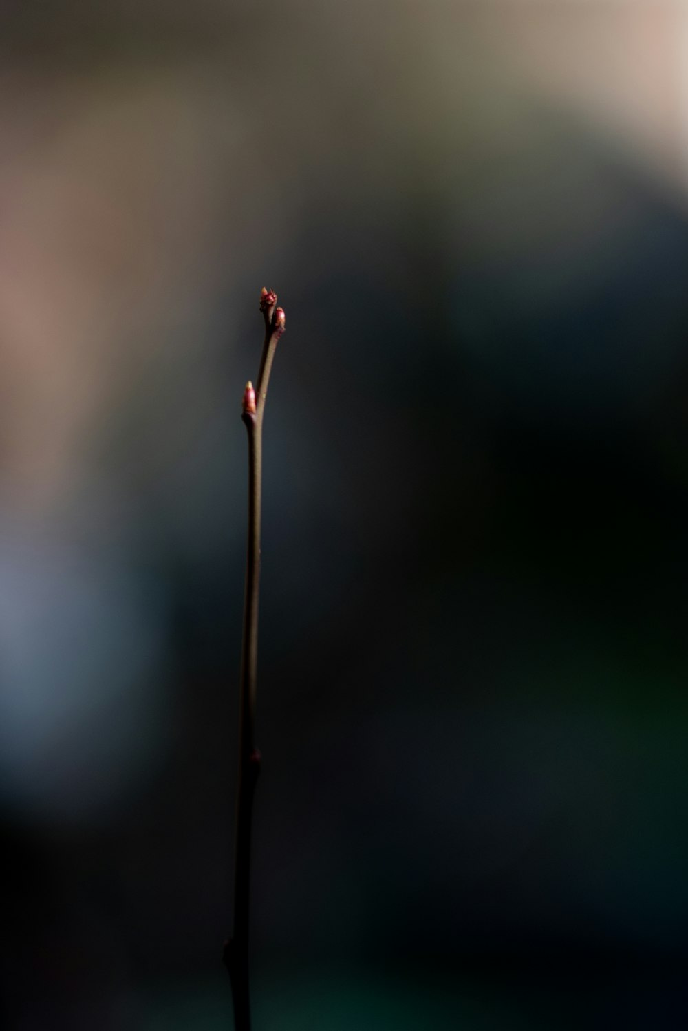 red flower bud in tilt shift lens