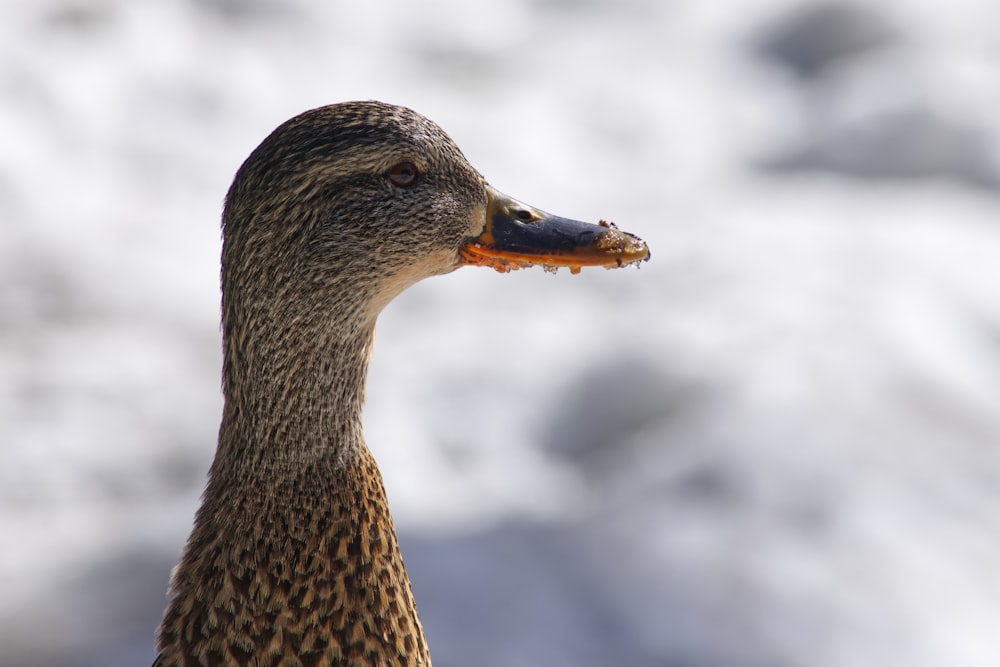 brown duck in close up photography