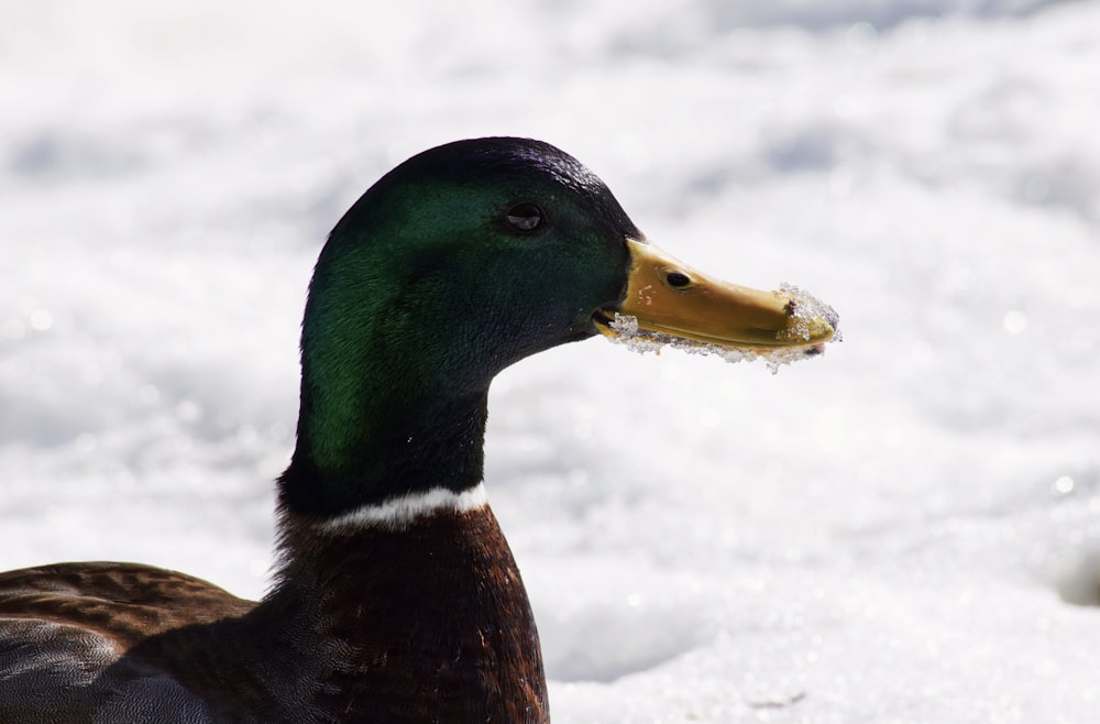 brown and green mallard duck