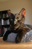 A black cat with striking green eyes is lounging on a soft, grey cushion. It is resting on a wooden surface, with bookshelves filled with books in the background. The cat is alert and gazing attentively, its ears perked up, suggesting curiosity or interest. The lighting highlights the cat's sleek fur and the colors of the books.