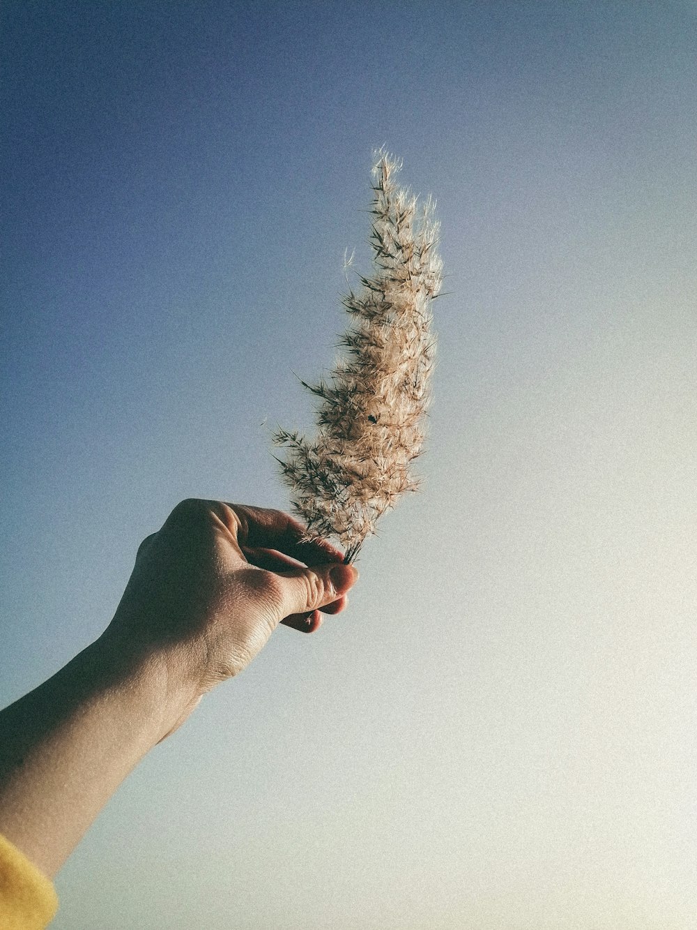 person holding brown plant under blue sky during daytime