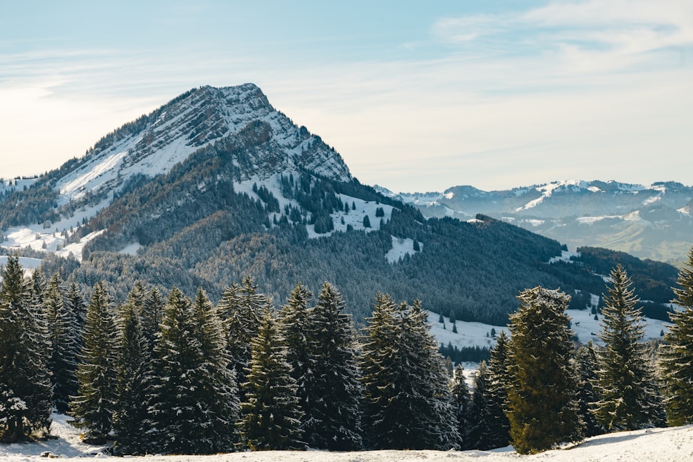 green pine trees near mountain during daytime