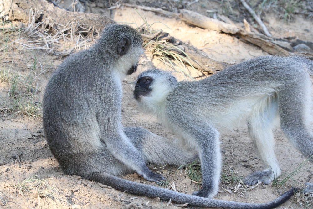 two gray monkeys on brown ground during daytime