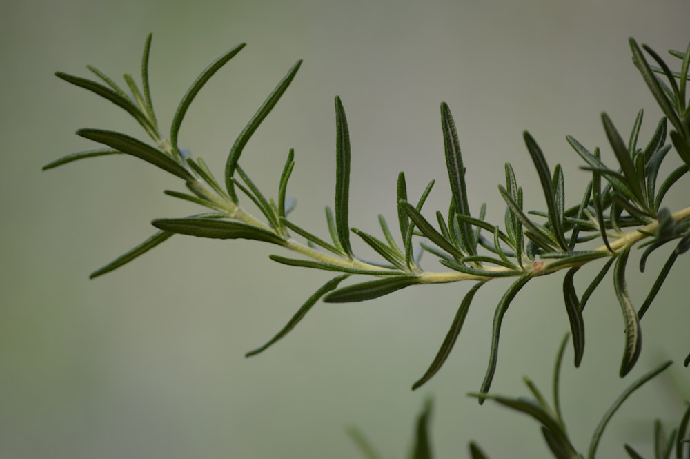 Planta verde en fotografía de primer plano