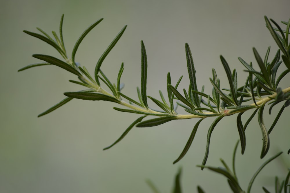 클로즈업 사진의 녹색 식물