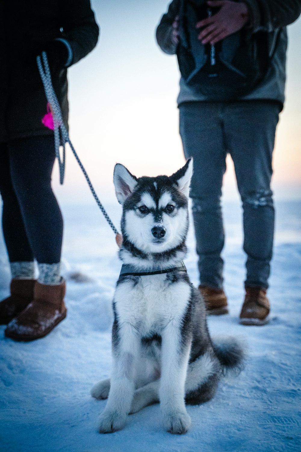 person in black pants and brown leather shoes standing beside siberian husky