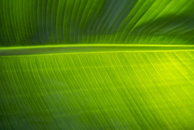green leaf in close up photography fascinating google meet background